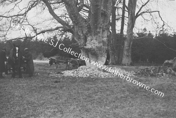 TREE FELLING AND WOODCHOPPING